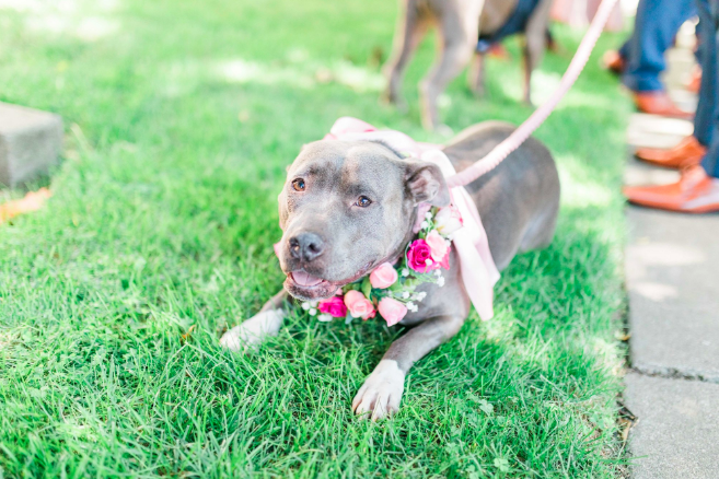 Dog with flower collar on grass.