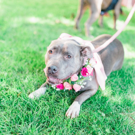 Dog with flower collar on grass.
